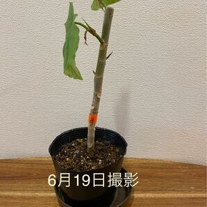 【6/22で終了】③ウンベラータ 観葉植物 抜き苗③