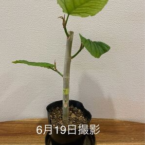 【6/22で終了】⑦ ウンベラータ 観葉植物 抜き苗⑦