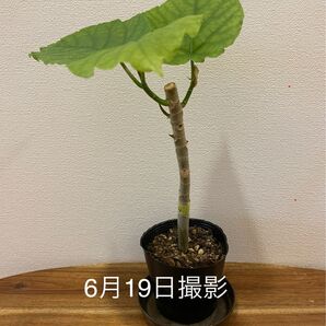 【6/22で終了】④ウンベラータ 観葉植物 抜き苗④