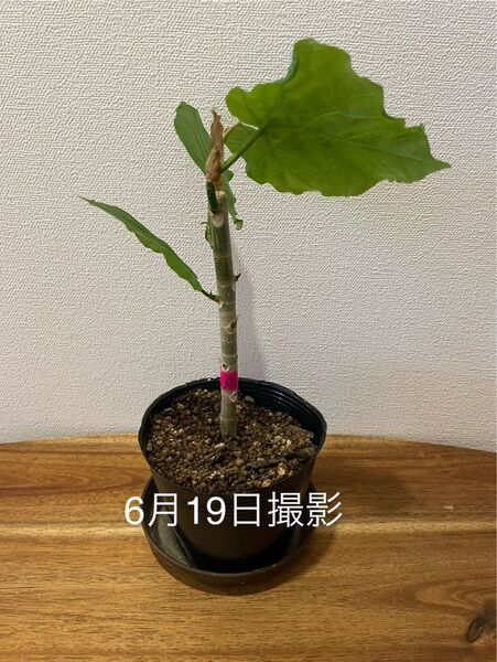 【6/22で終了】⑨ウンベラータ 観葉植物 抜き苗⑨