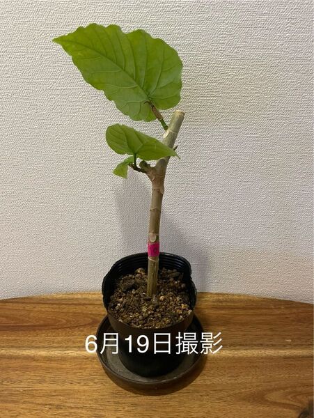 【6/22で終了】⑩ ウンベラータ 観葉植物 抜き苗⑩