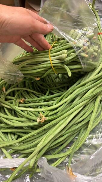 インゲン 十六ささげ 豆 長いインゲン 旬の野菜 千葉産