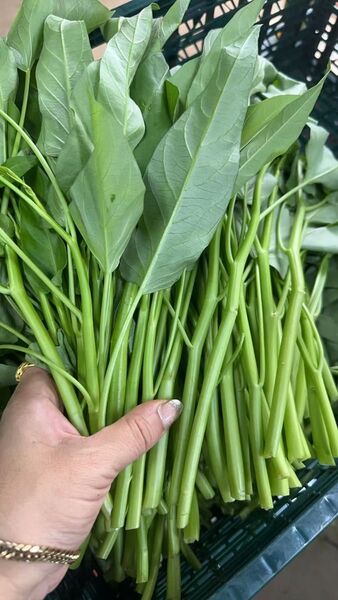 採りたて新鮮!水培だから 生で頂ける 柔らかくて美味しい!空芯菜 5kg 鉄分たっぷり 業務用 大家族用