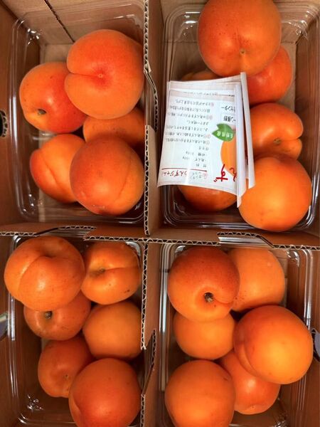 あんず 杏 甘くて 美味しい 生あんず 旬のフルーツ 1.5kg 果物