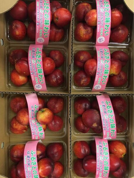 ネクタリン 新鮮桃 油桃 もも 桃 1.5kg