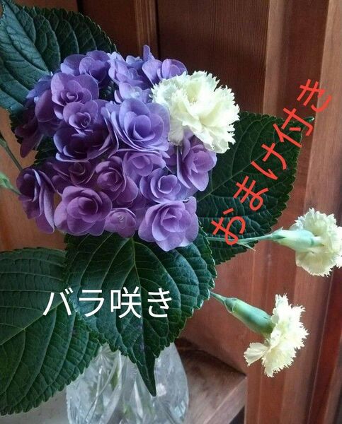 アジサイ 紫陽花バラ咲き 挿し穂