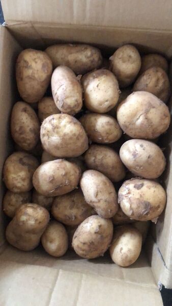 540.お買い得数量限定新じゃがいも箱込み5kg 2L〜4Lサイズ