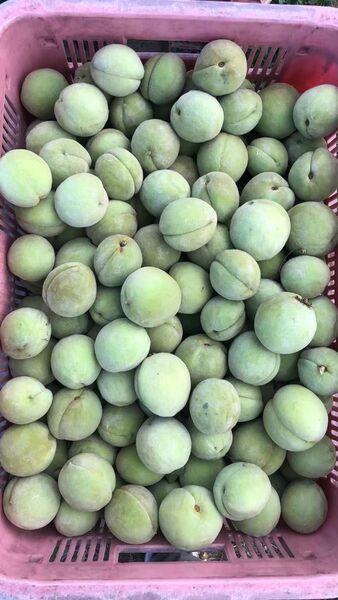 887.お買い得季節限定福島県産若桃摘果桃 硬い桃箱込み10kg常温発送