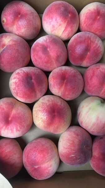 48.お買い得福島産 朝採り完熟桃 箱込み3kg訳あり家庭用 玉数おまかせ