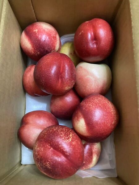 577.ネクタリン 油桃 箱込み2kg 常温発送