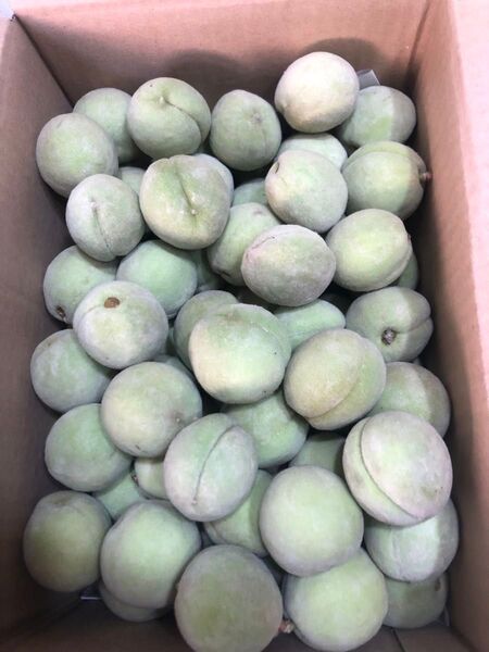 24.お買い得季節限定福島県産若桃摘果桃 硬い桃箱込み5kg加工用玉数お任せ