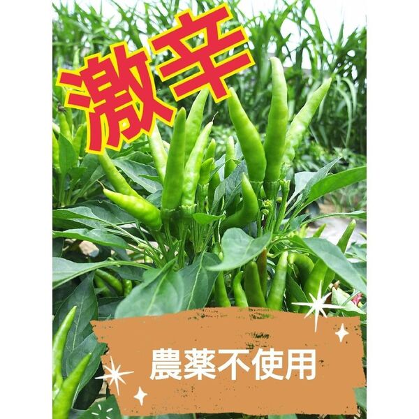 完売必至 農薬不使用 青唐辛子 令和7年新物 群馬産