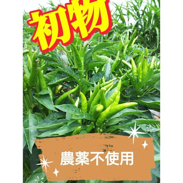 完売必至 農薬不使用 青唐辛子 令和7年新物 群馬産