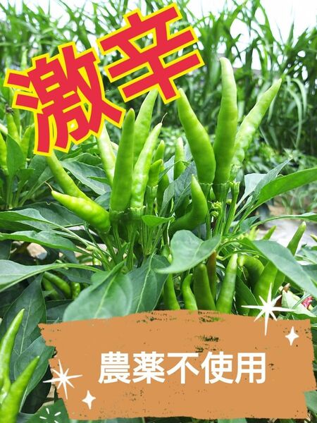 完売必至 農薬不使用 青唐辛子 令和7年新物 群馬産