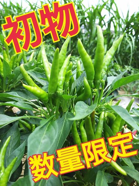 完売必至 農薬不使用 青唐辛子 令和7年新物 群馬産