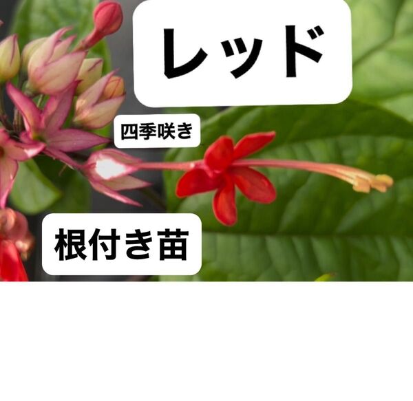 ゲンペイボク ゲンペイカズラ