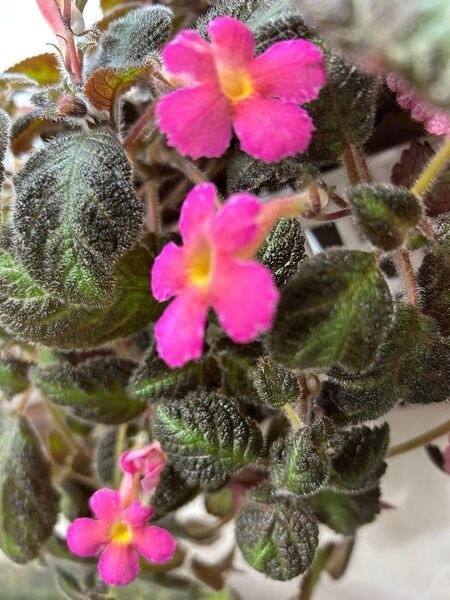 エピスシアピンキスシア お得 熱帯植物