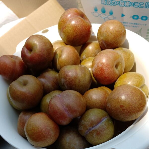 クエン酸たっぷりすもも 3kg