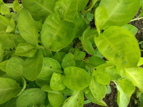 25年産。藍染め用。植え時な蓼藍の苗。無農薬栽培。おまけ付き。