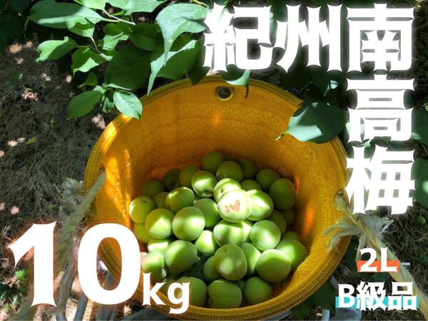 2L 10kg 和歌山県産 南高梅 二級品 家庭用 B級品