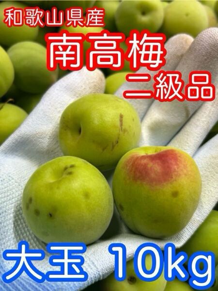 3L〜の大玉 10kg 和歌山県産 南高梅 二級品 家庭用 B級品