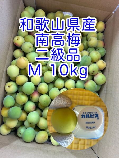 M 10kg 和歌山県産 南高梅 二級品 家庭用 B級品 小粒南高