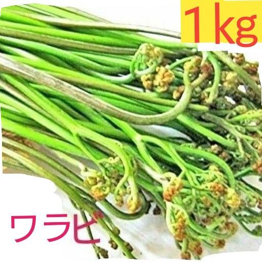 天然わらび とれたて新鮮 山菜 無農薬 ワラビ 蕨 1kg