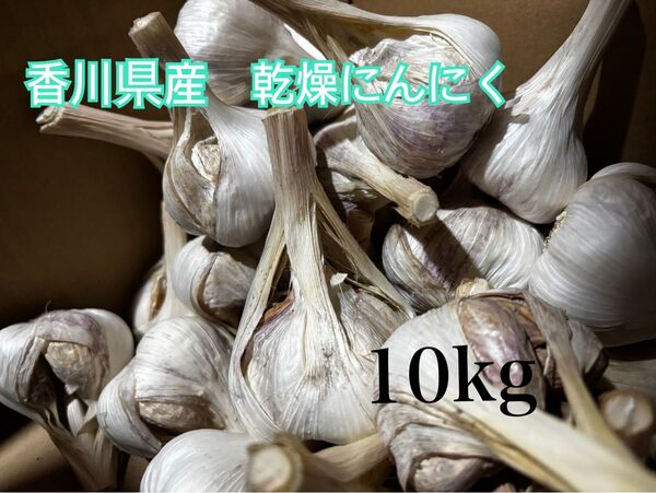 香川県産 にんにく 10kg 加工用