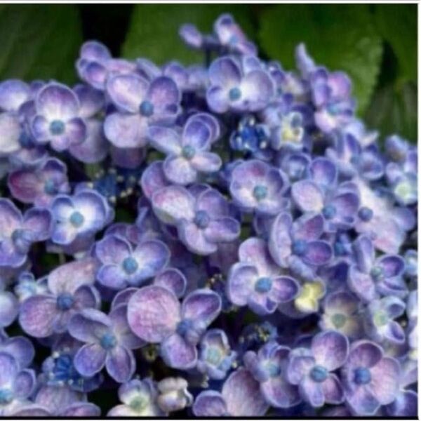おたふく紫陽花挿し穂用カット 4本 ウズアジサイ