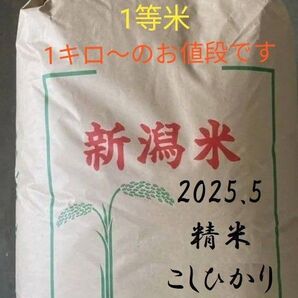 新潟 魚沼 コシヒカリ こしひかり お米 こめ 米 精米 魚沼産こしひかり 魚沼産コシヒカリ 魚沼産