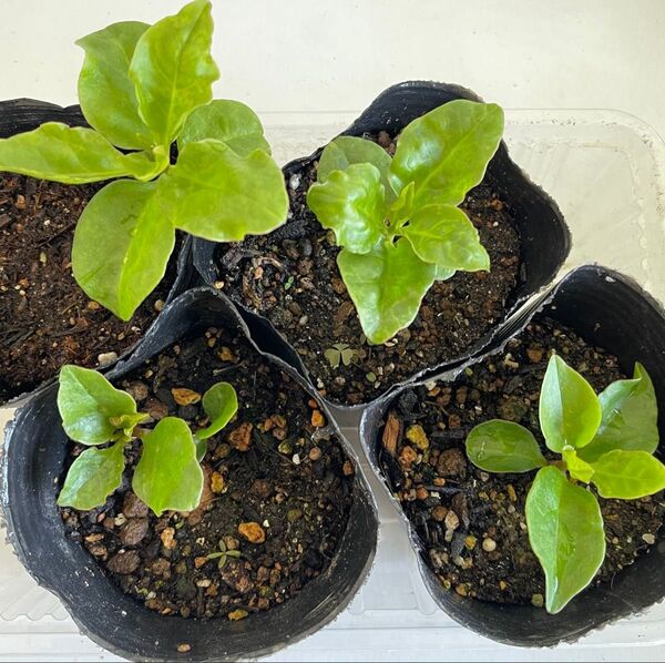 健康野菜 オカワカメ 雲南百薬 ポット苗 抜き苗