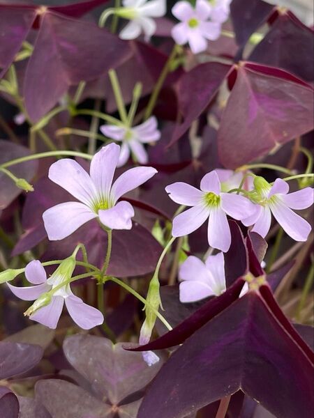 オキザリス トリアングラリス ポット苗 抜き苗 花芽付き