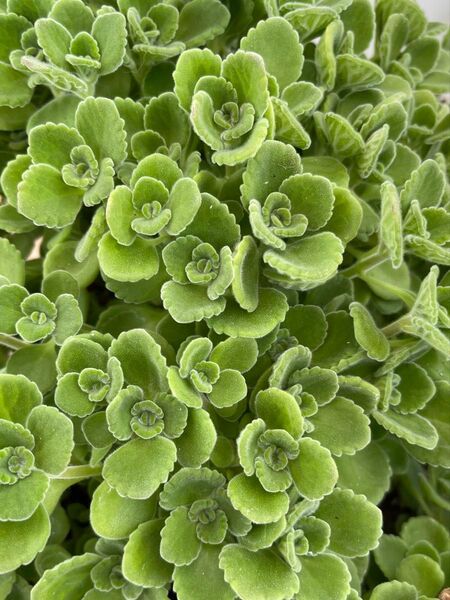 ハーブ 香りのよい多肉植物 アロマティカス カット苗 5カット