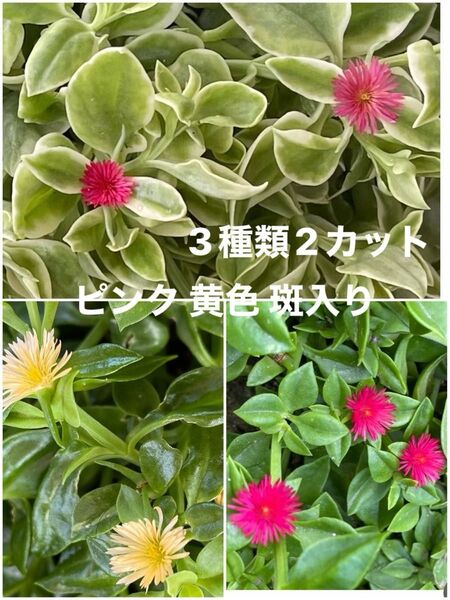 多肉植物 ベビーサンローズ ツルハナソウ 3種類 カット苗