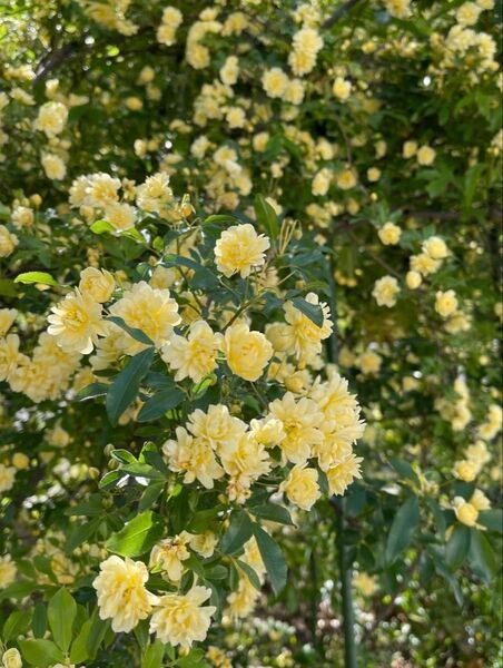 モッコウバラ 八重咲き 挿し木用 5本