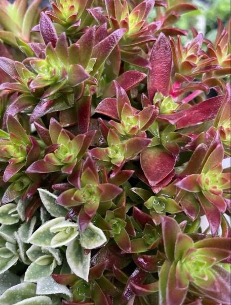 多肉植物 もみじ祭り カット苗 10カット