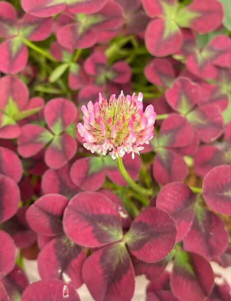 プリンセスクローバー イザベラ 抜き苗 寄せ植え グランドカバー 雑草対策