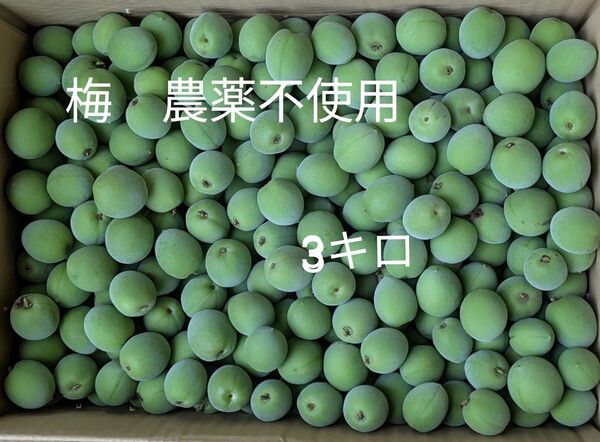 梅 農薬不使用 3キロ
