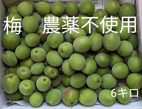 梅 農薬不使用 6キロ