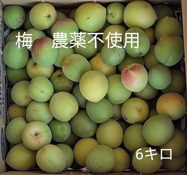 梅 農薬不使用 6キロ