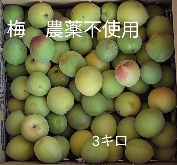 梅 農薬不使用 3キロ箱込み