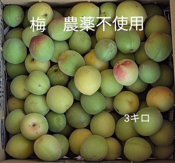 梅 農薬不使用 約3キロ おおきさばらばら