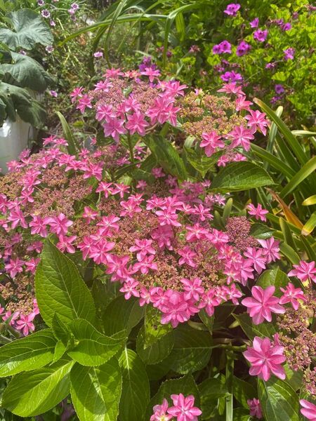 紫陽花 ダンスパーティー 挿し穂 2本