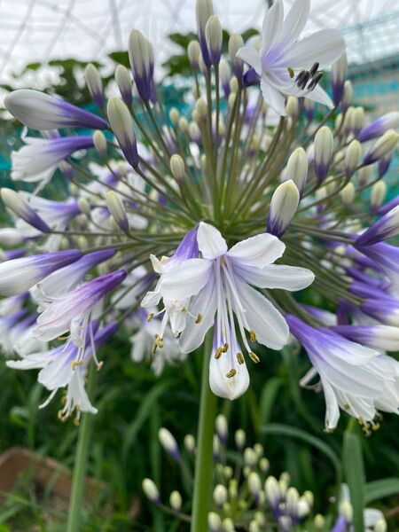 アガパンサス苗 ファイヤーワークス 花芽付き