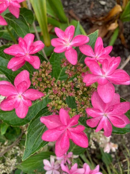 紫陽花 ダンスパーティー 挿し穂 3本