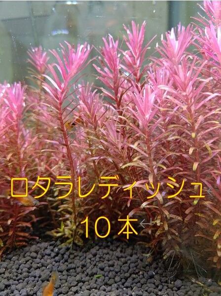 【水草】ロタラレディッシュ10本【水中葉】