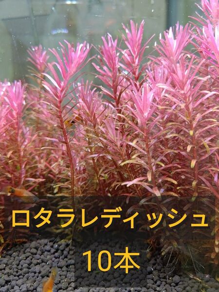 【水草】ロタラレディッシュ10本【水中葉】