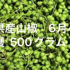 無農薬 岐阜県産 山椒の実 500g 6月4日摘み取り 本日のみ限定価格