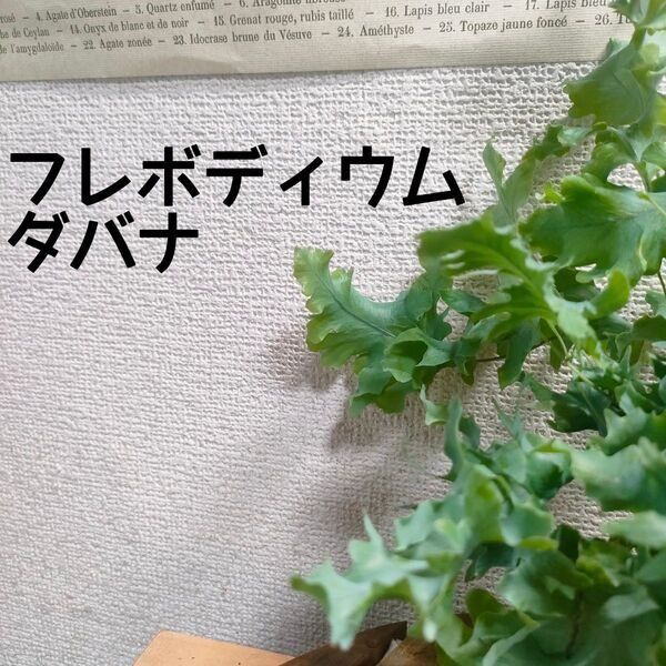 【送料無料】フレボディウム ダバナ 苗 シダ植物 観葉植物 インテリア