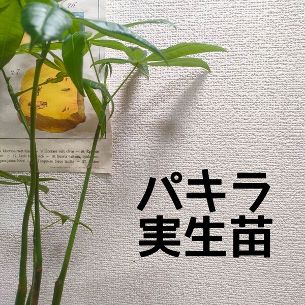 【第四種無料】パキラ 実生苗 4株植え 観葉植物 初心者の方にも!